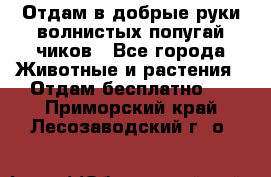 Отдам в добрые руки волнистых попугай.чиков - Все города Животные и растения » Отдам бесплатно   . Приморский край,Лесозаводский г. о. 
